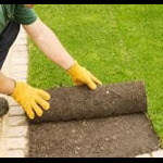 Rolled turf Rolled turf